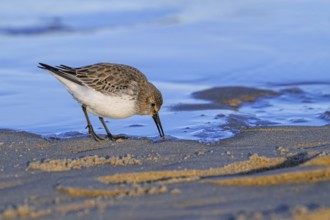 Dunlin (Calidris alpina) adult in winter plumage foraging for invertebrates in swash zone /