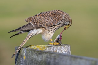 Common kestrel / European kestrel (Falco tinnunculus) female perched on wooden fence post tearing