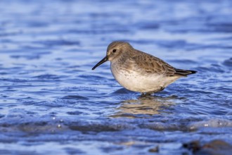 Dunlin (Calidris alpina) adult in winter plumage foraging in shallow water for worms and