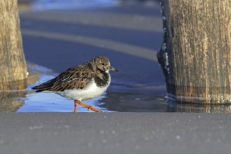 Ruddy turnstone (Arenaria interpres) adult in winter plumage foraging among wooden poles of