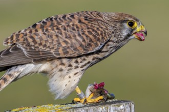 Common kestrel showing its anvil-shaped tongue with backward-facing conical papillae to facilitate