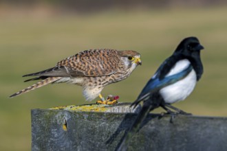 Common kestrel, European kestrel (Falco tinnunculus) female perched on wooden fence post eating
