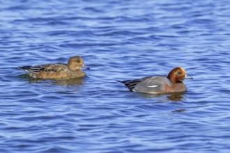Eurasian wigeon pair / European wigeons (Mareca Penelope / Anas penelope) adult male and female