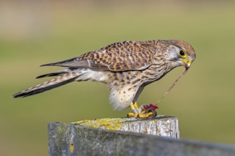 Common kestrel / European kestrel (Falco tinnunculus) female perched on wooden fence post tearing