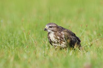 Common buzzard (Buteo buteo) sitting in a meadow and eating gnats (Tipulidae), North