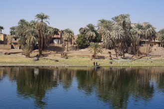 Houses and palm trees on the banks of the Nile near Luxor, Egypt