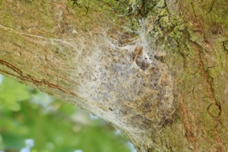 Oak processionary moth (Thaumetopoea processionea), web nest on tree trunk, North Rhine-Westphalia,