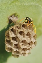 House field wasp or French field wasp (Polistes dominula) building a nest, Algarve, Portugal