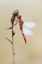 Scarlet Dragonfly (Crocothemis erythraea), male with dewdrops, North Rhine-Westphalia, Germany
