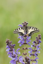 Swallowtail (Papilio machaon) in a meadow sage (Salvia pratensis), North Rhine-Westphalia, Germany