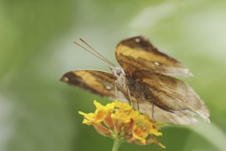 Malaysian leaf butterfly or Indian leaf butterfly (Kallima paralekta), captive, occurrence in Asia