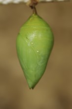 Peleides Blue Morpho or sky moth (Morpho peleides), pupa, captive, occurrence in Central and South
