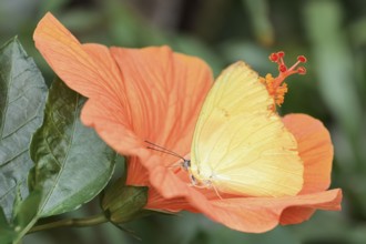 Butterfly Common Emigrant or Lemon Emigrant (Catopsilia pomona) on a Chinese hibiscus (Hibiscus
