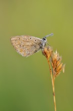 Blue butterfly (Polyommatus icarus) with dewdrops, North Rhine-Westphalia, Germany