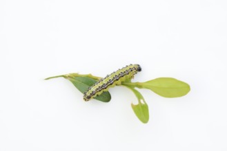 Box tree moth (Cydalima perspectalis), caterpillar eating leaves of box tree (Buxus sempervirens)