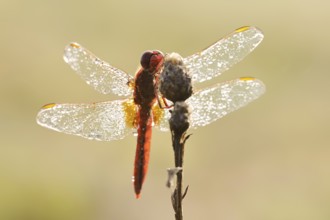Scarlet Dragonfly (Crocothemis erythraea), male with dewdrops in backlight, North Rhine-Westphalia,