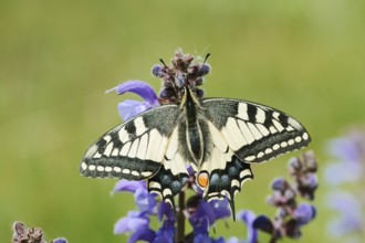 Swallowtail (Papilio machaon) in a meadow sage (Salvia pratensis), North Rhine-Westphalia, Germany