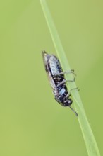Brush-horned wasp (gracilicornis consortium), North Rhine-Westphalia, Germany