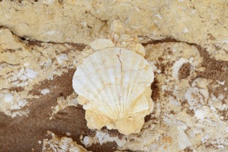 Fossil mussel shell in rocks on the coast, pilgrim mussel, Algarve, Portugal
