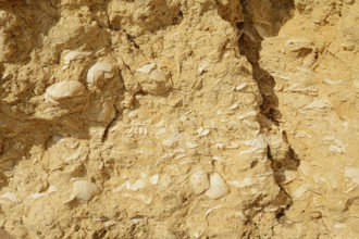 Fossil mussel shells in rocks on the coast, Algarve, Portugal