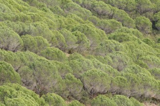 Pine trees or umbrella pines (Pinus pinea) on a mountainside, Algarve, Portugal