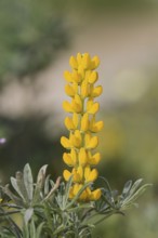 Yellow lupin (Lupinus luteus), inflorescence, Algarve, Portugal
