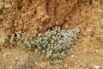 Beach silverweed or beach cress (Lobularia maritima), flowering, Algarve, Portugal