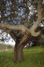 Cork oak (Quercus suber), Algarve, Portugal