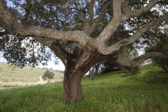 Cork oak (Quercus suber), Algarve, Portugal
