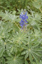 Lupine (Lupinus cosentinii), inflorescence and leaves with water droplets, Algarve, Portugal