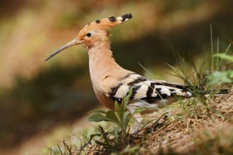 Hoopoe (Upupa epops), Algarve, Portugal