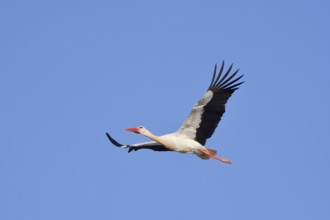 White stork (Ciconia ciconia), flying, Algarve, Portugal