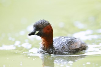 Little grebe (Tachybaptus ruficollis), North Rhine-Westphalia, Germany