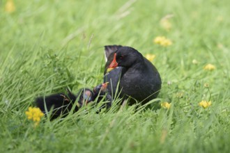 Water rail or moorhen (Gallinula chloropus) with chicks in a meadow, North Rhine-Westphalia,