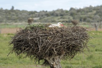 White stork (Ciconia ciconia) breeding on the nest, Algarve, Portugal