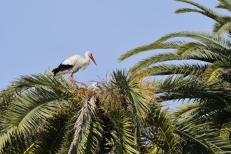 White stork (Ciconia ciconia), pair in the nest on a Canary Island date palm (Phoenix canariensis),