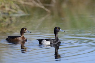 Tufted Duck (Aythya fuligula), male and female, North Rhine-Westphalia, Germany