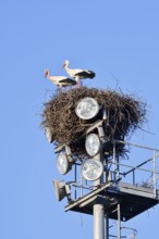 White stork (Ciconia ciconia), pair in the nest on a floodlight mast, Algarve, Portugal