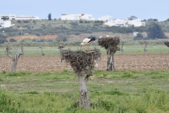 White stork (Ciconia ciconia) on the nest, Algarve, Portugal