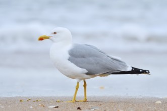 Mediterranean gull (Larus michahellis) on the beach, Algarve, Portugal