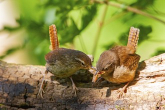 Eurasian wren (troglodytes troglodytes) adult and juvenile Germany