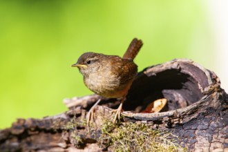 Wren (troglodytes troglodytes) juven. Germany