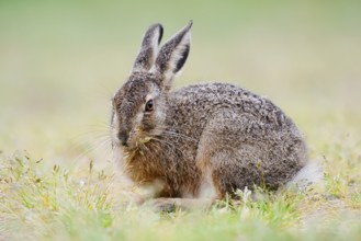 European hare (Lepus europaeus), young animal sitting in a meadow, North Rhine-Westphalia, Germany