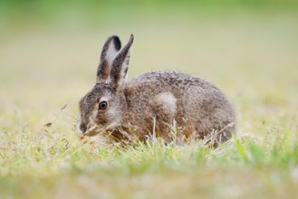 European hare (Lepus europaeus), young animal sitting in a meadow and eating grasses, North