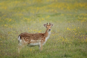 Fallow deer (Dama dama), fallow deer with velvet antlers standing in a flower meadow in spring,