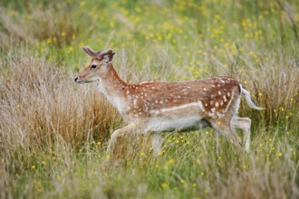 Fallow deer (Dama dama), fallow deer with velvet antlers in spring, Zeeland, Netherlands