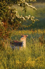 Fallow deer (Dama dama), fallow deer with velvet antlers in spring, Zeeland, Netherlands