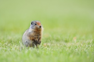 Columbia ground squirrel (Urocitellus columbianus, Spermophilus columbianus), juvenile, Waterton