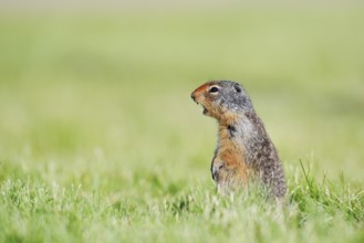 Columbia ground squirrel (Urocitellus columbianus, Spermophilus columbianus) sitting upright in a
