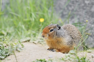 Columbia ground squirrel (Urocitellus columbianus, Spermophilus columbianus) at the burrow, Yoho